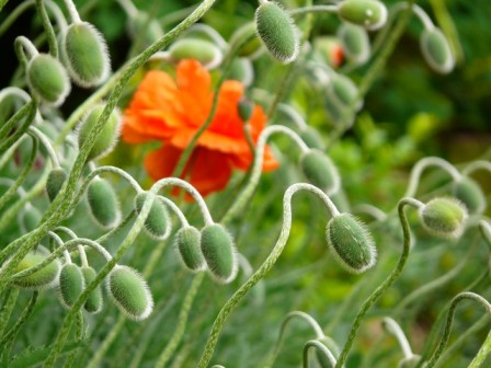 rote Mohnblume inmitten von Knospen